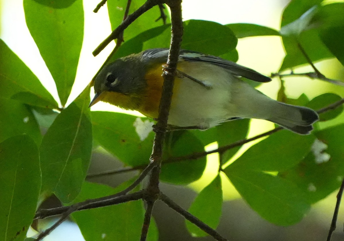Northern Parula - ML640706372