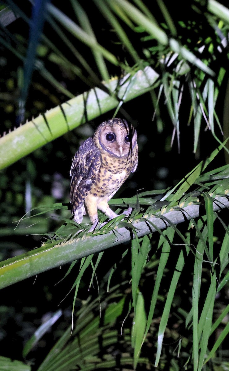 Golden Masked-Owl - ML640706375