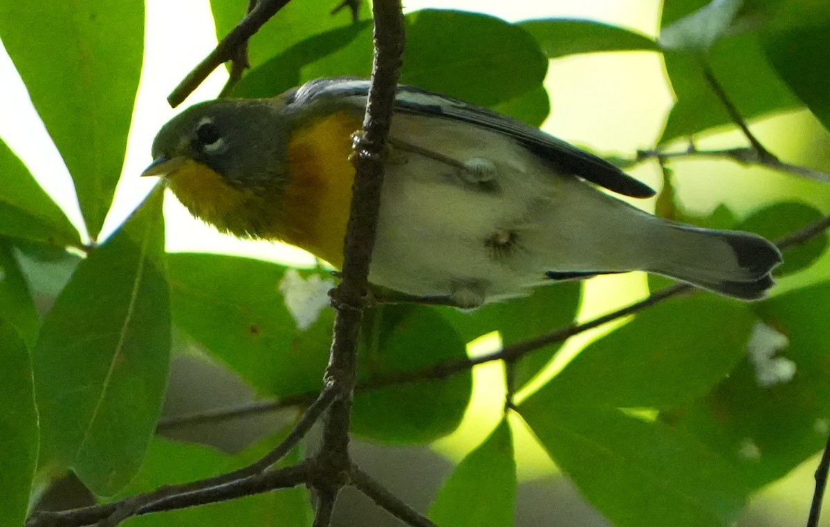 Northern Parula - ML640706382