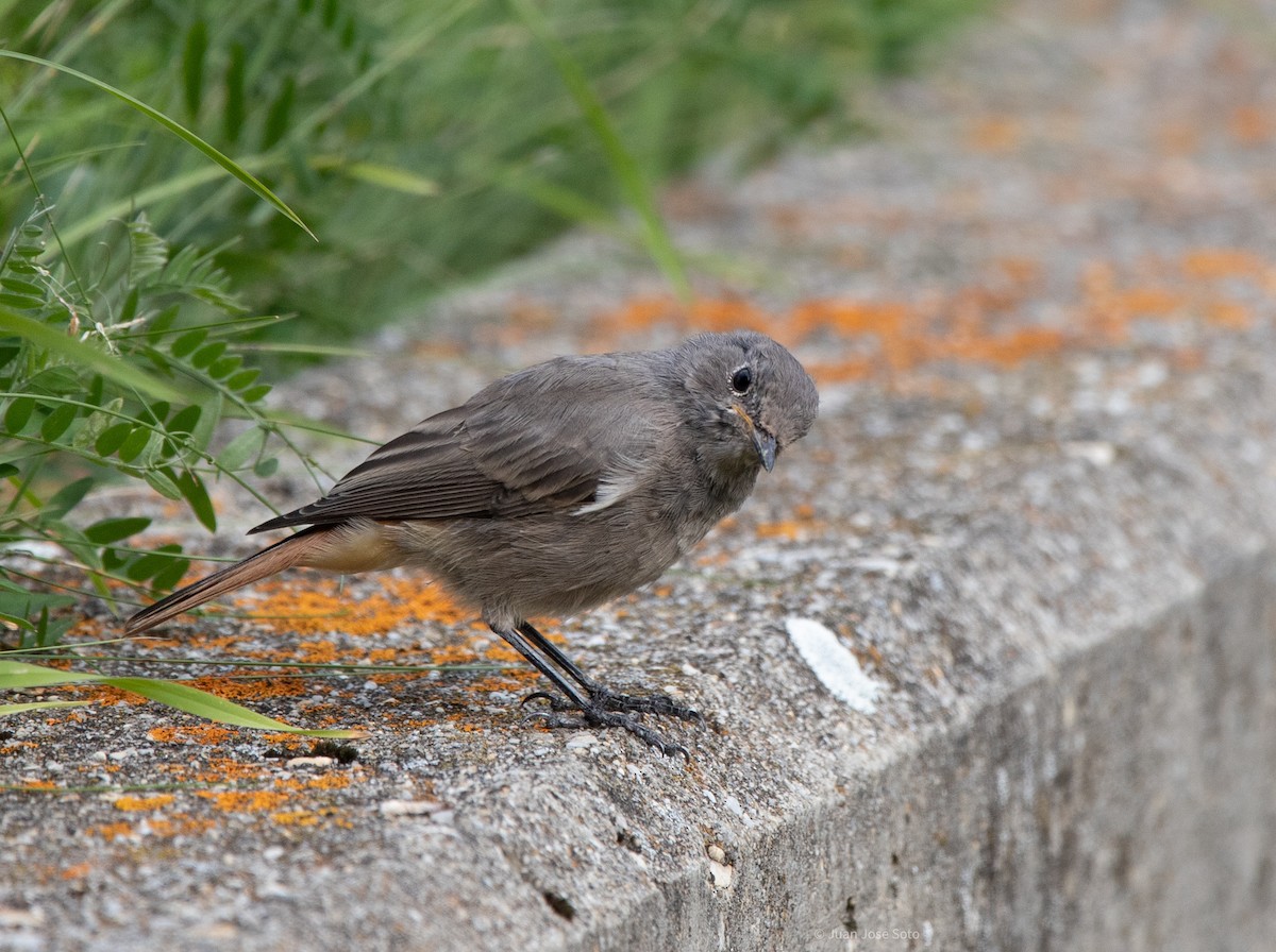 Rougequeue noir - ML640706385
