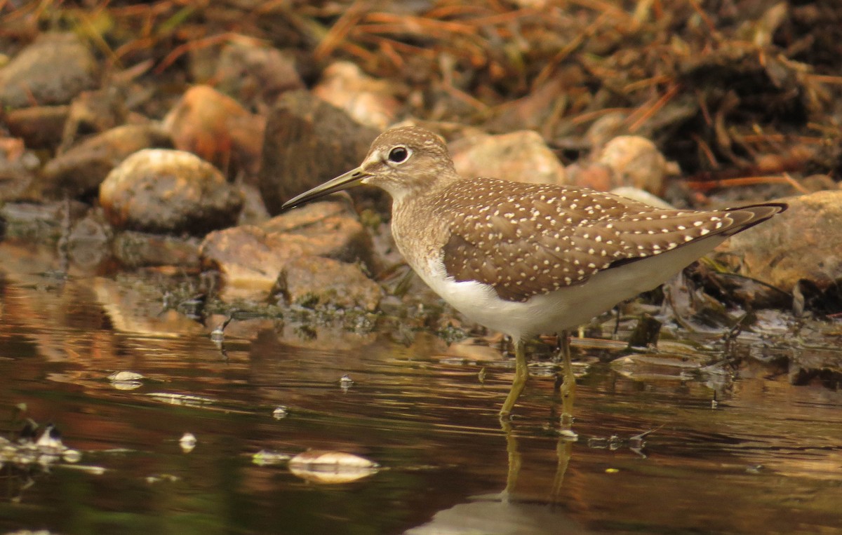 eremittsnipe - ML640706398