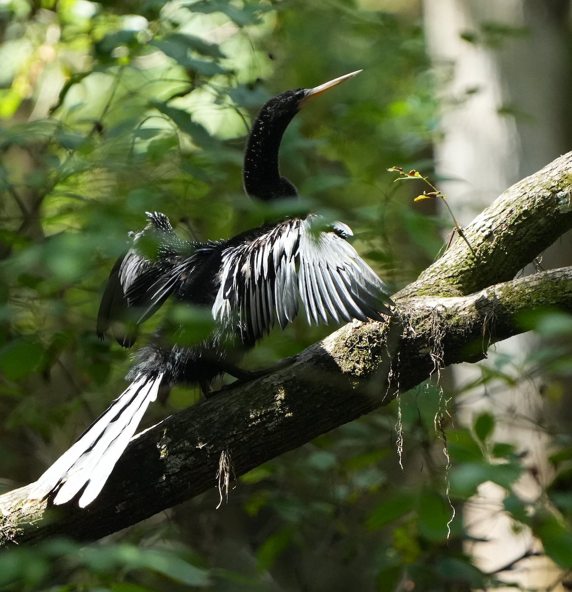 Anhinga - ML640706422