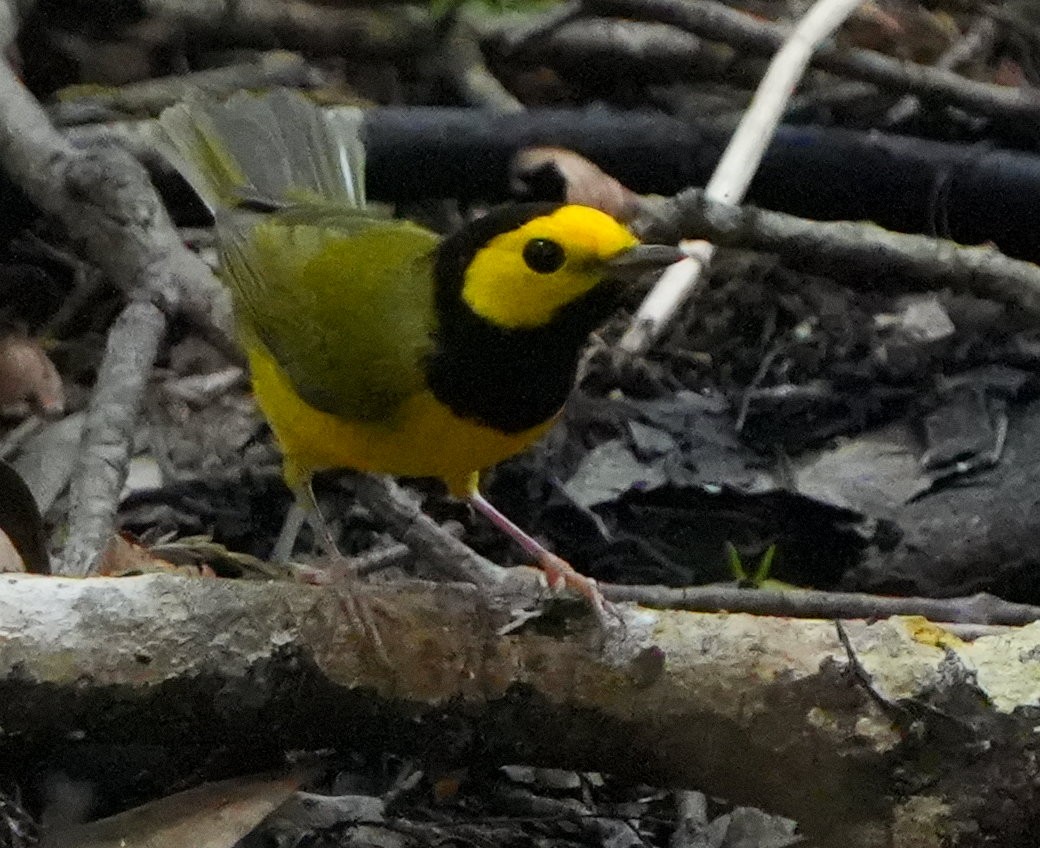 Hooded Warbler - ML640706441