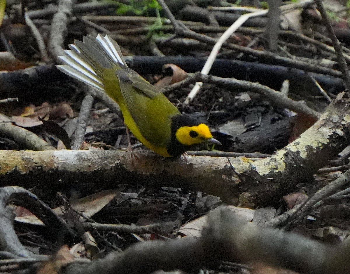 Hooded Warbler - ML640706447