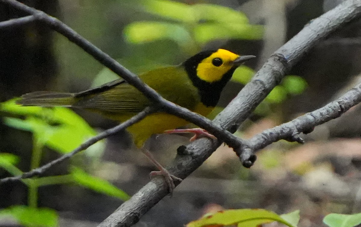 Hooded Warbler - ML640706475