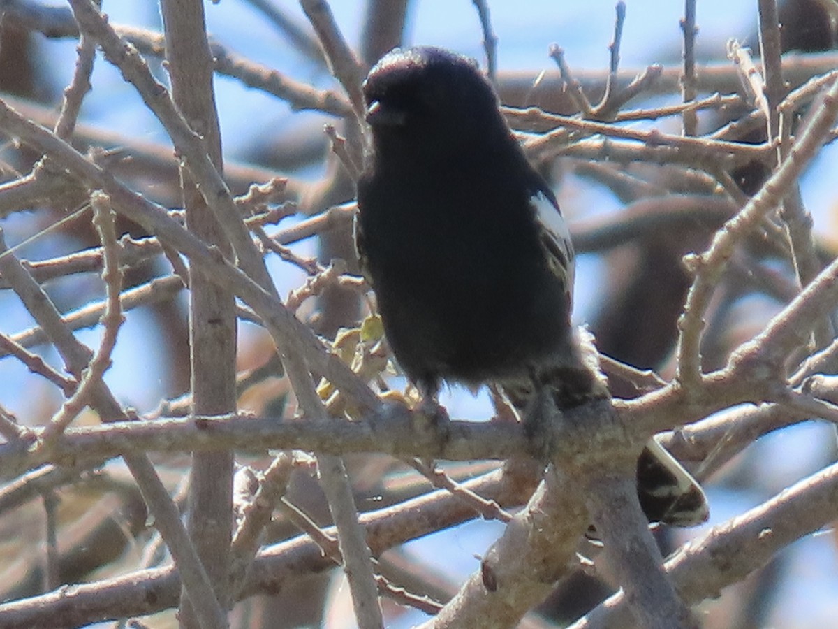 Southern Black-Tit - ML640706487