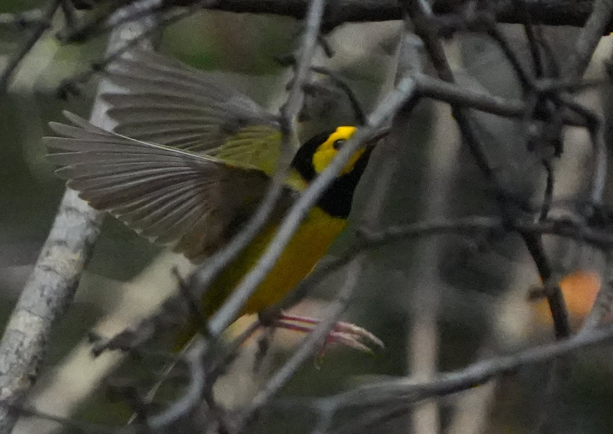Hooded Warbler - ML640706494
