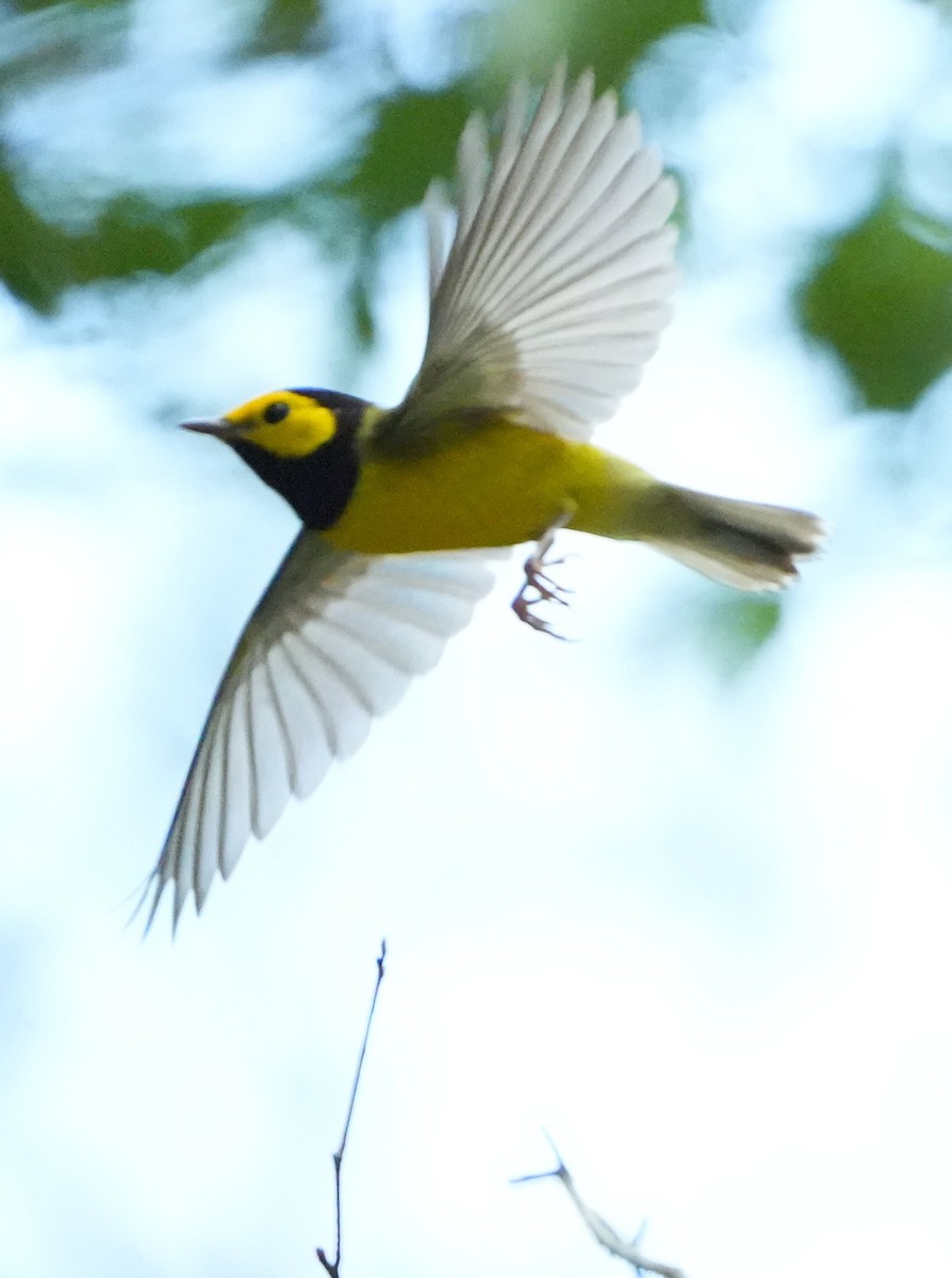 Hooded Warbler - ML640706505