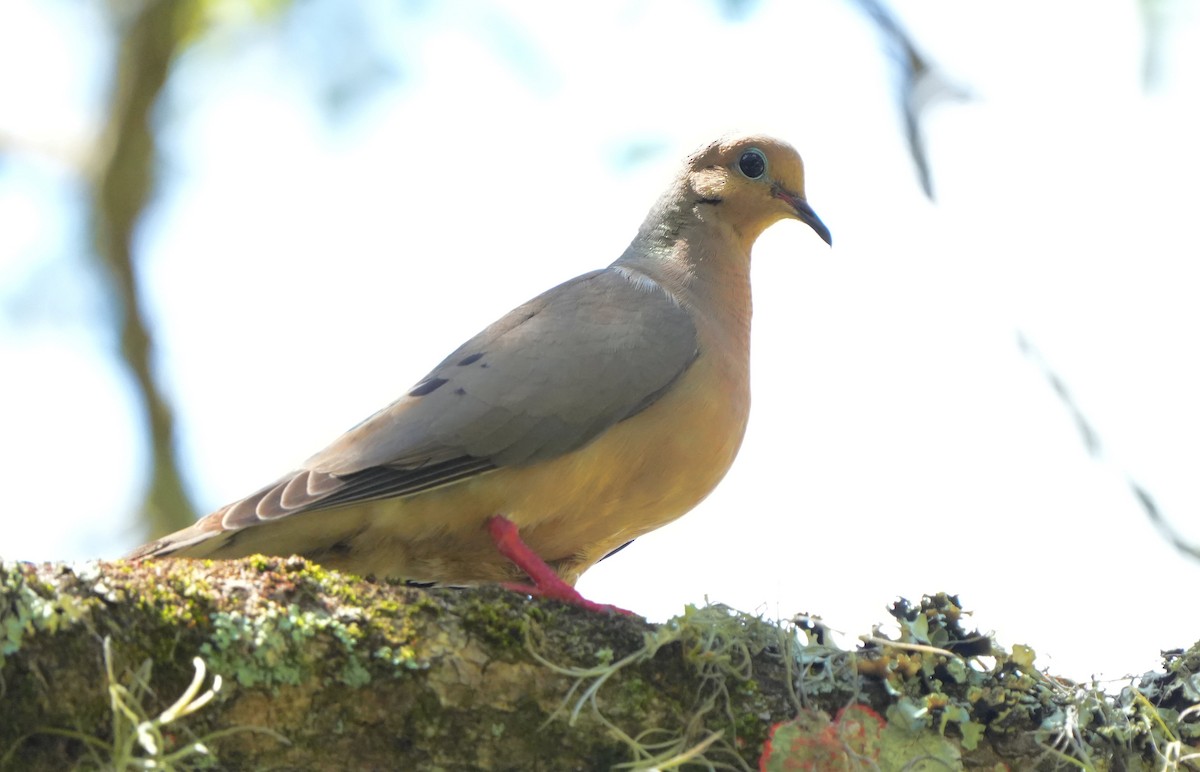 Mourning Dove - ML640706556