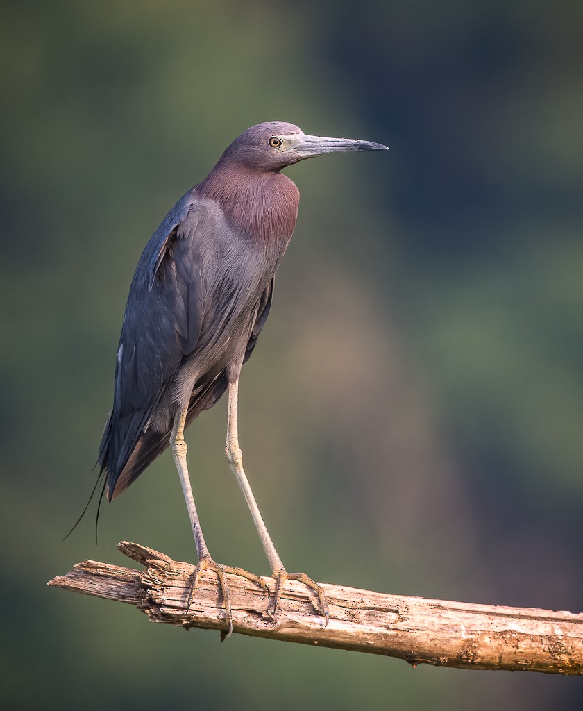 Little Blue Heron - ML640706626