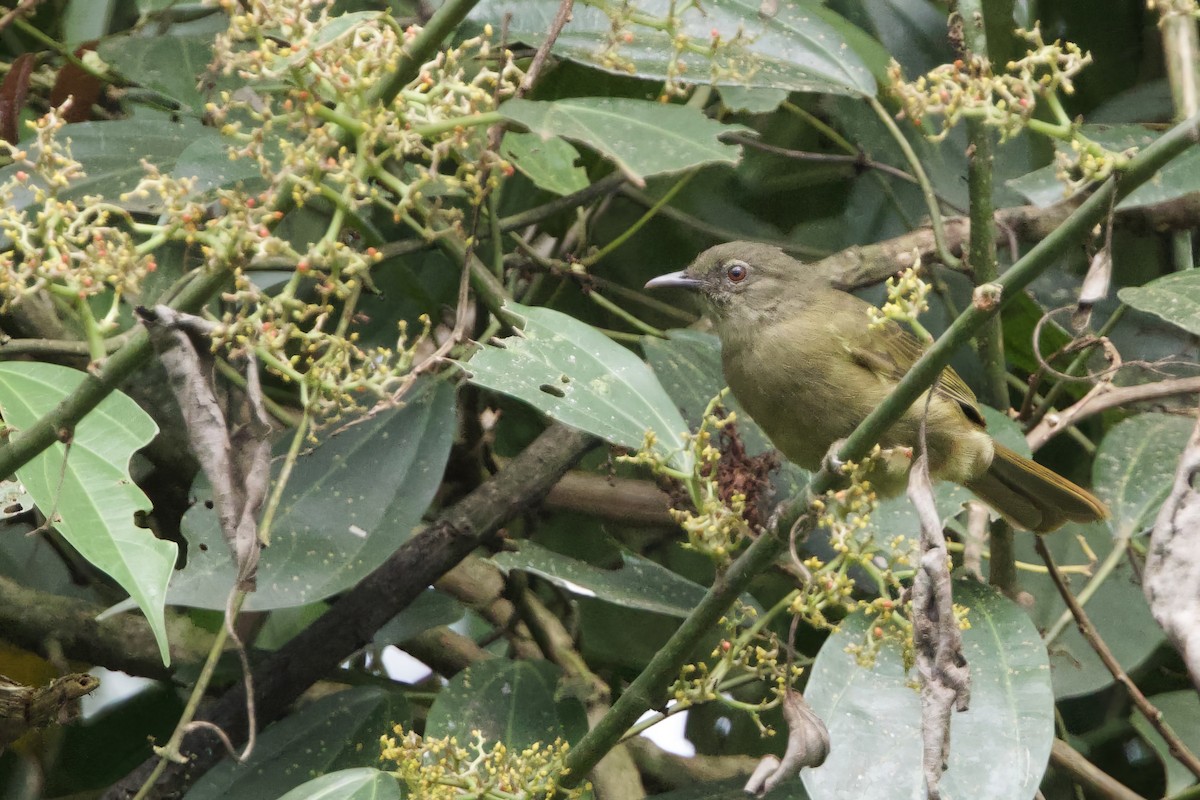 Plain Greenbul - ML640706635