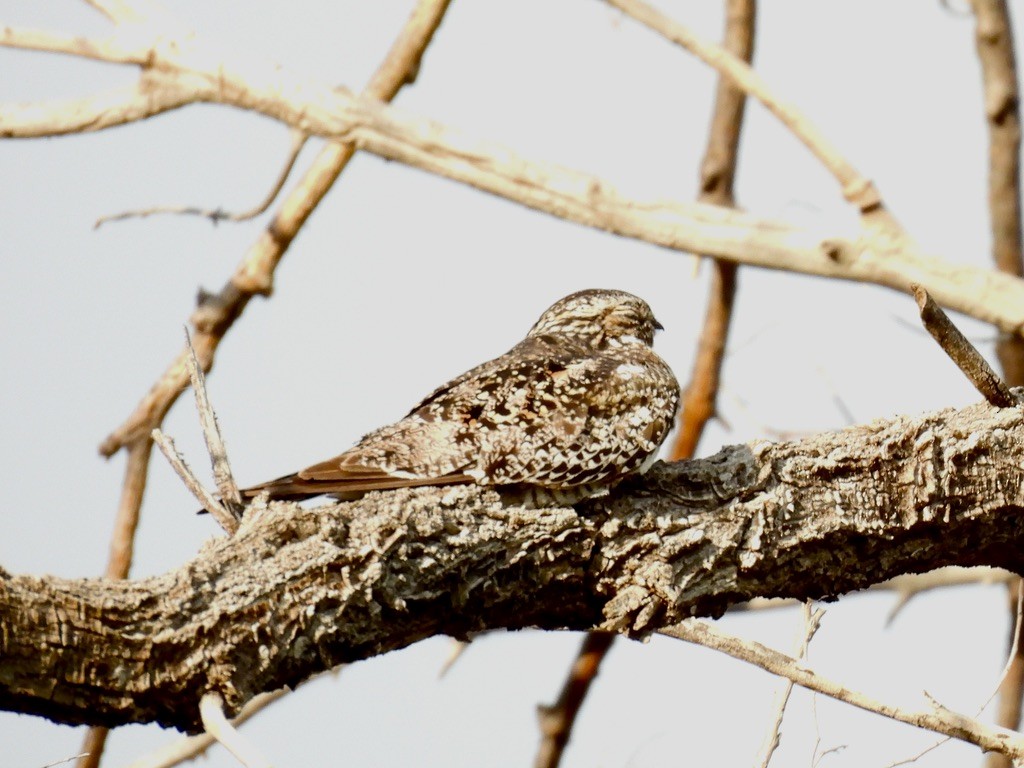 Common Nighthawk - ML640706661