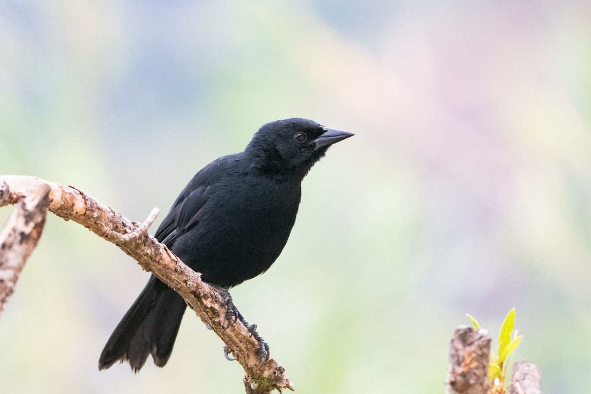 Scrub Blackbird - ML640706760
