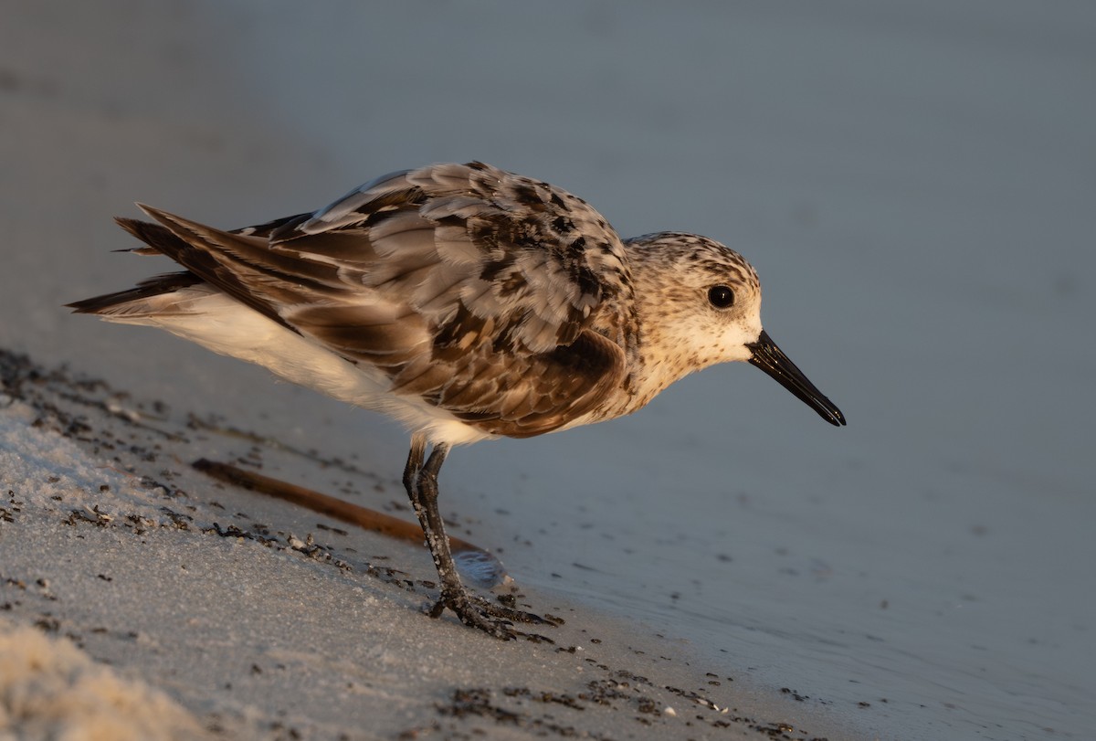 Sanderling - ML640706822