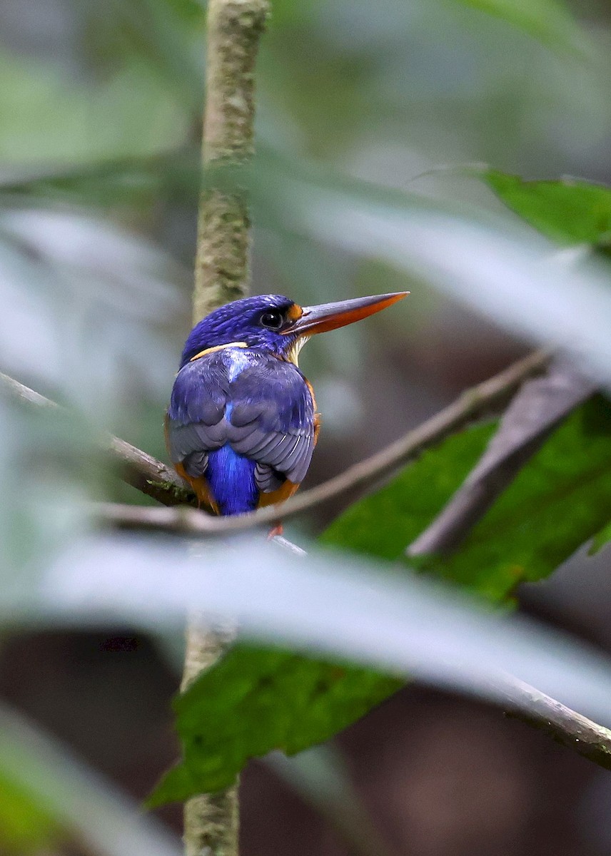 New Britain Dwarf-Kingfisher - ML640706835