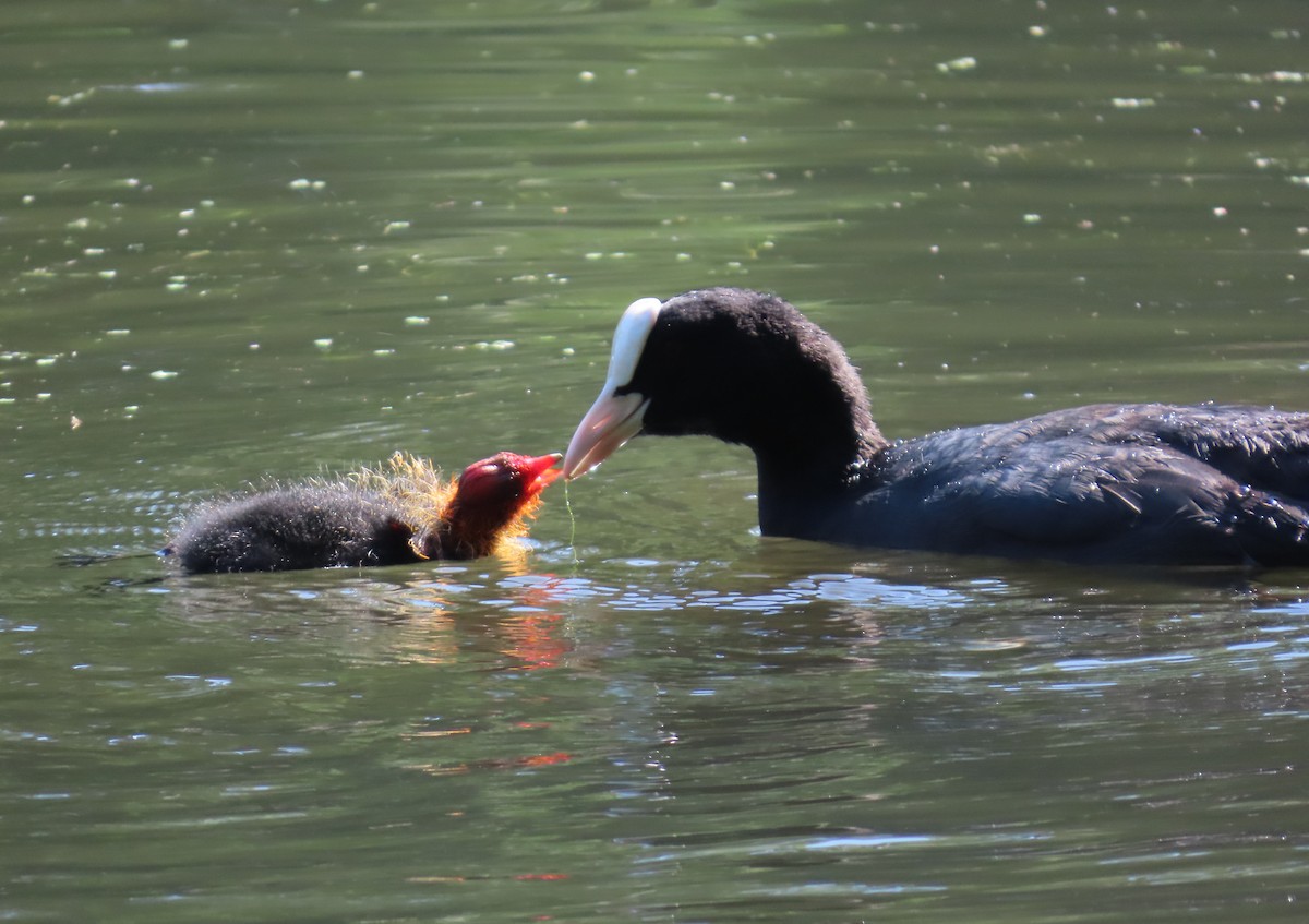 Eurasian Coot - ML640706843