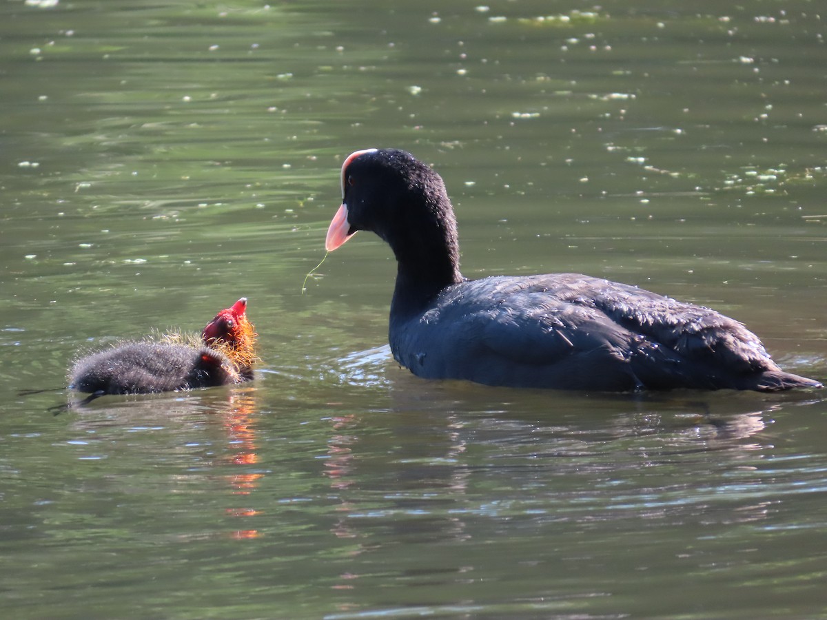 Eurasian Coot - ML640706845