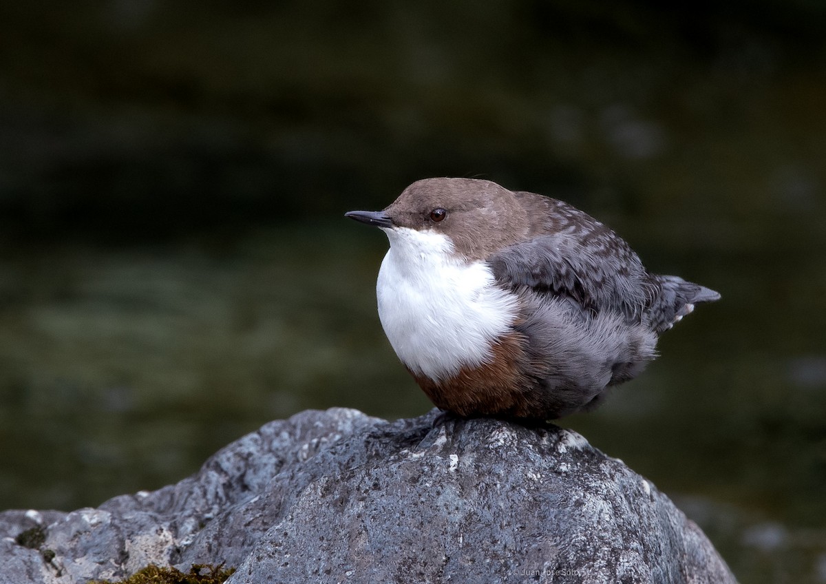 Cincle plongeur - ML640706849