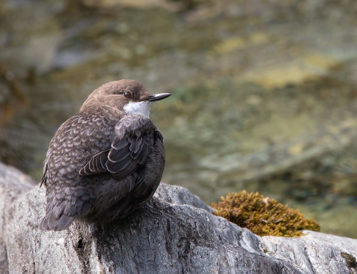 Cincle plongeur - ML640706850