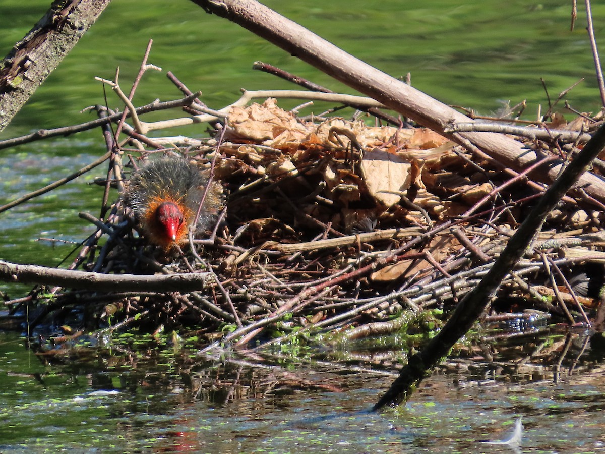Eurasian Coot - ML640706852