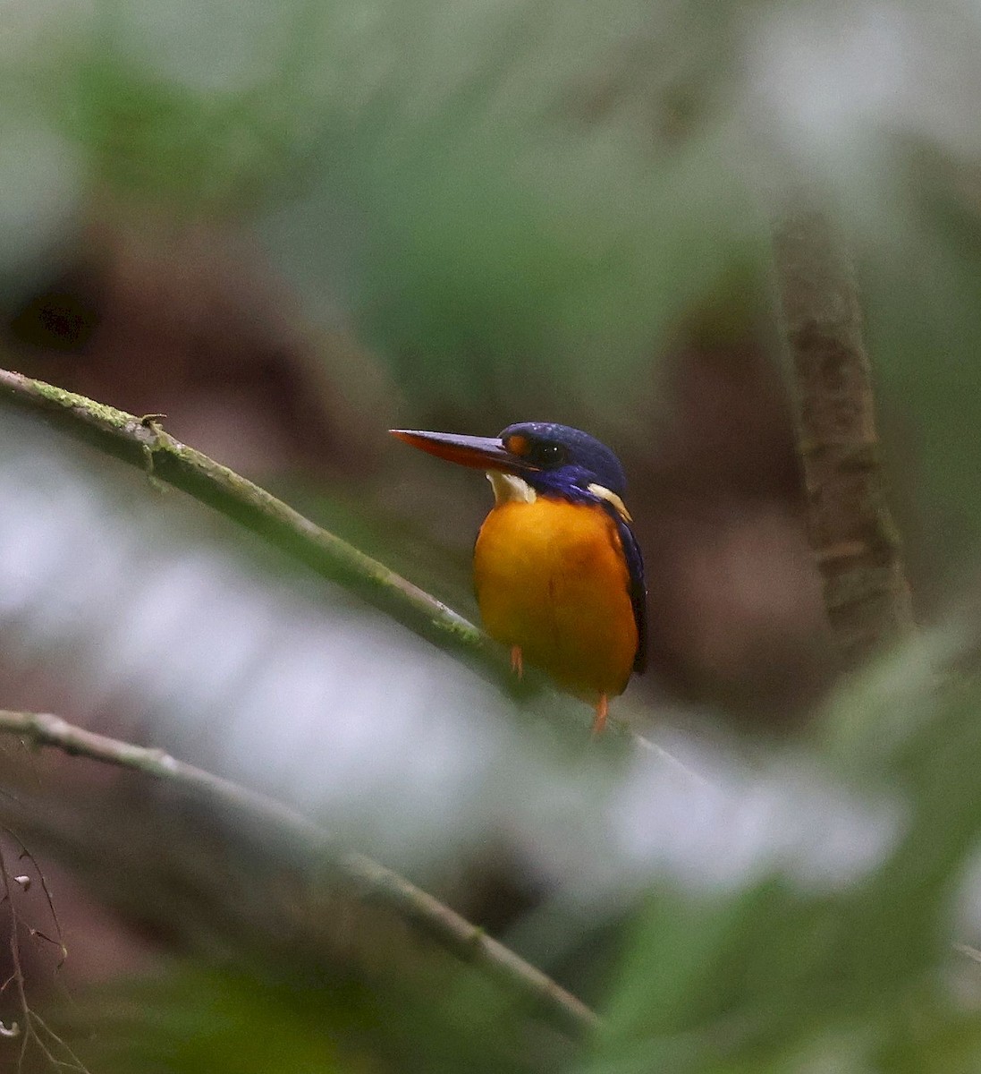New Britain Dwarf-Kingfisher - ML640706857