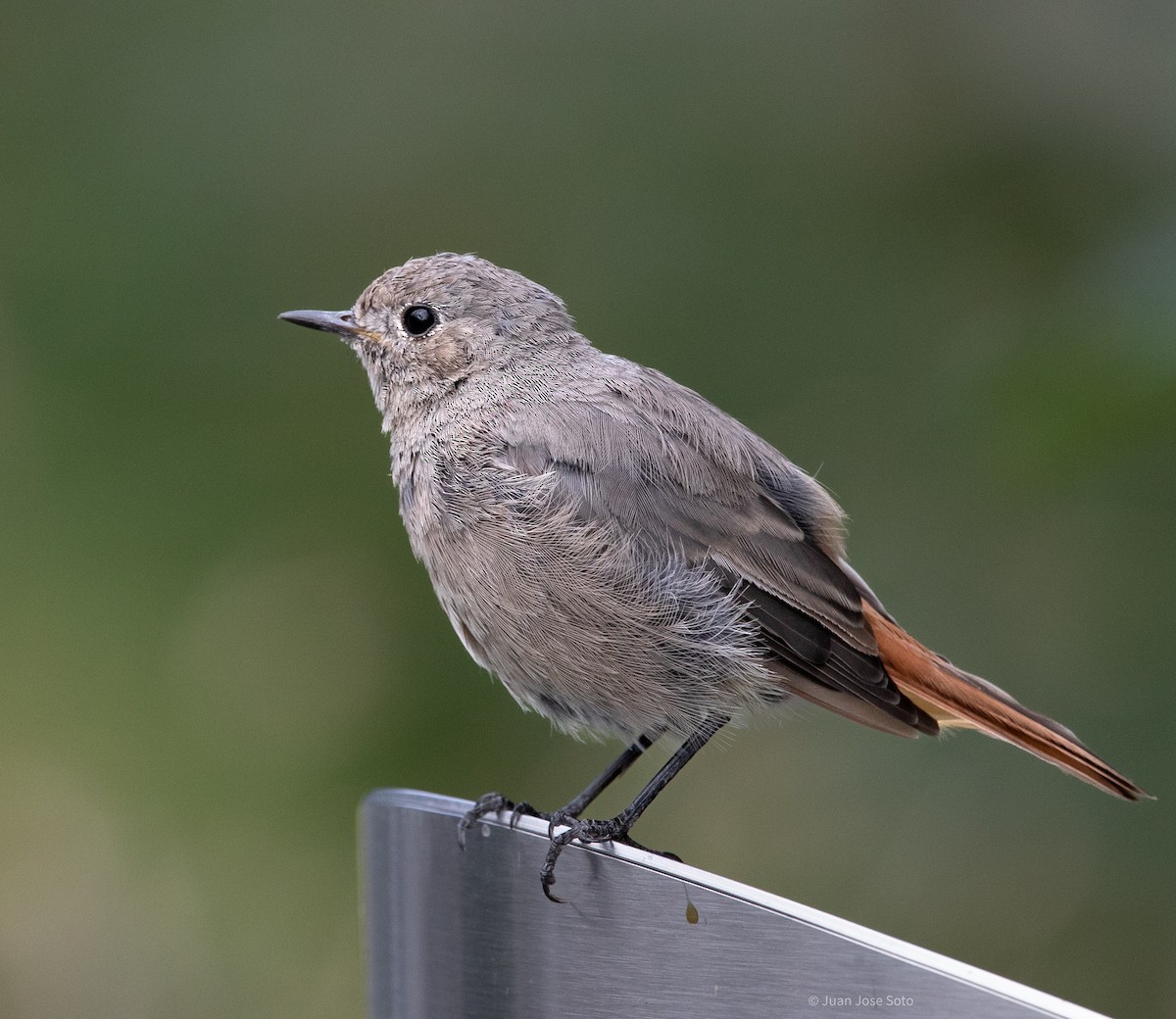 Rougequeue noir - ML640706865