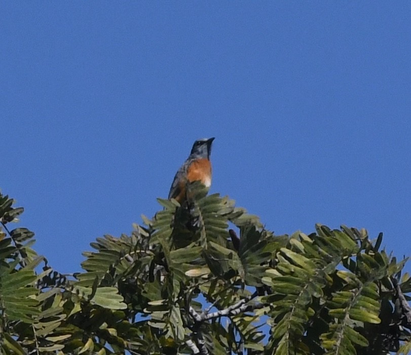 Miombo Rock-Thrush - ML640706875