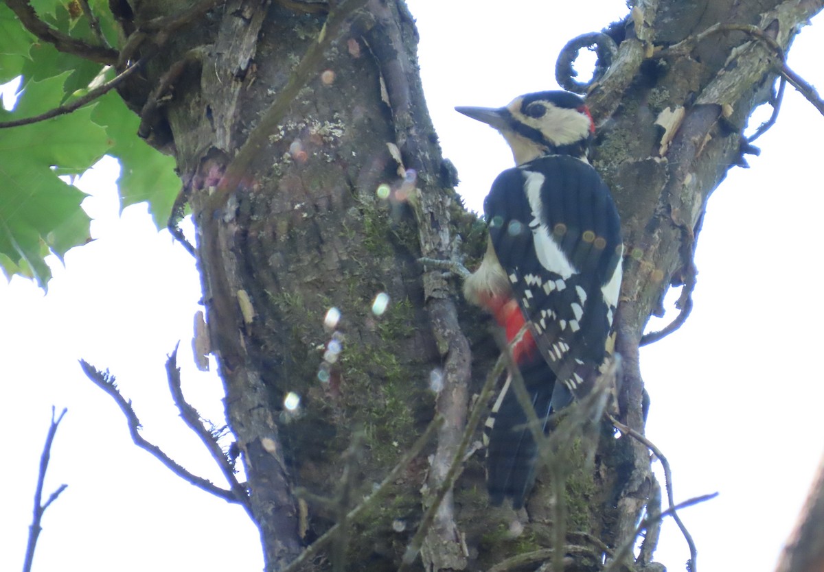 Great Spotted Woodpecker - ML640706895
