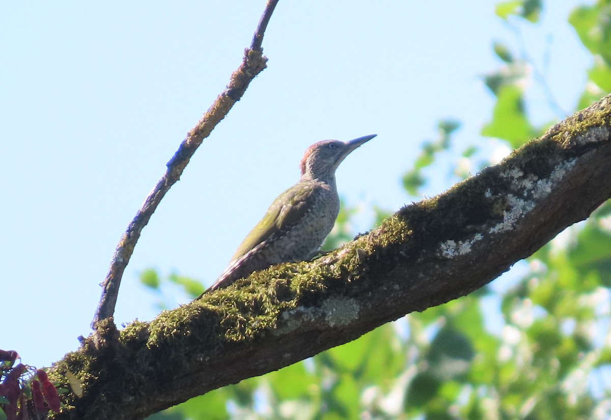 Eurasian Green Woodpecker - ML640706899