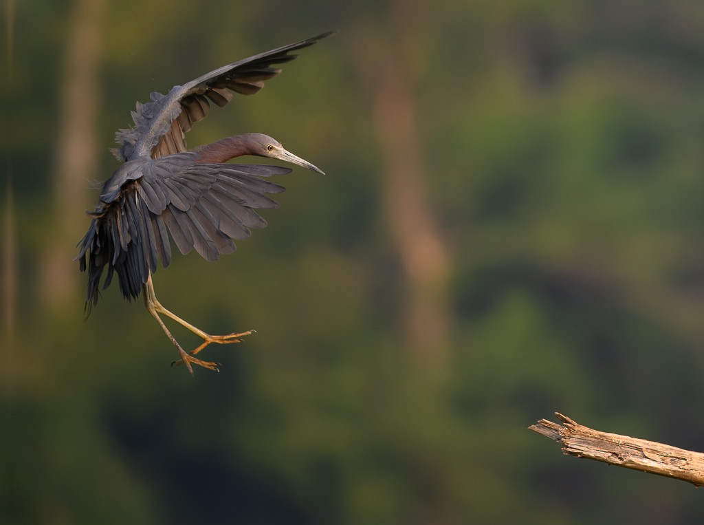 Little Blue Heron - ML640706919