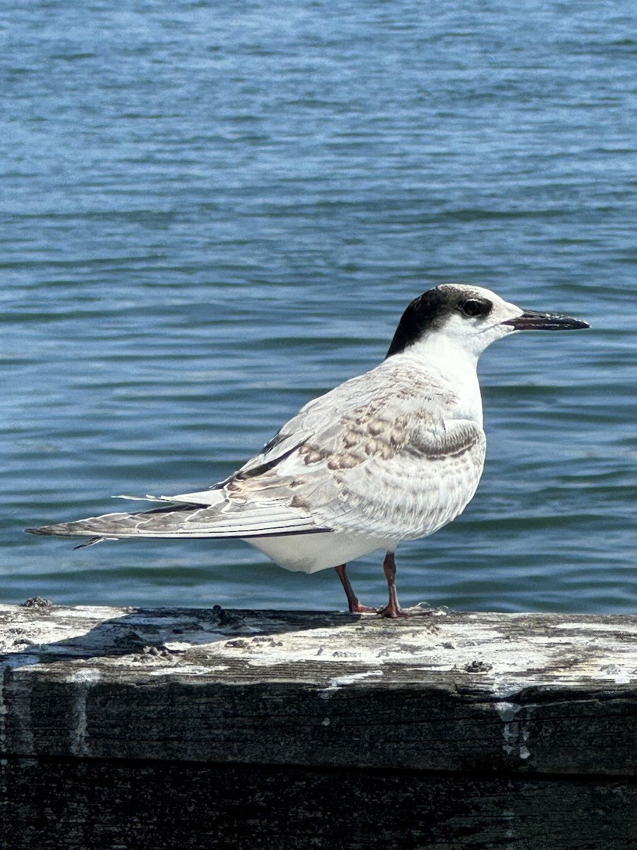 Common Tern - ML640706929