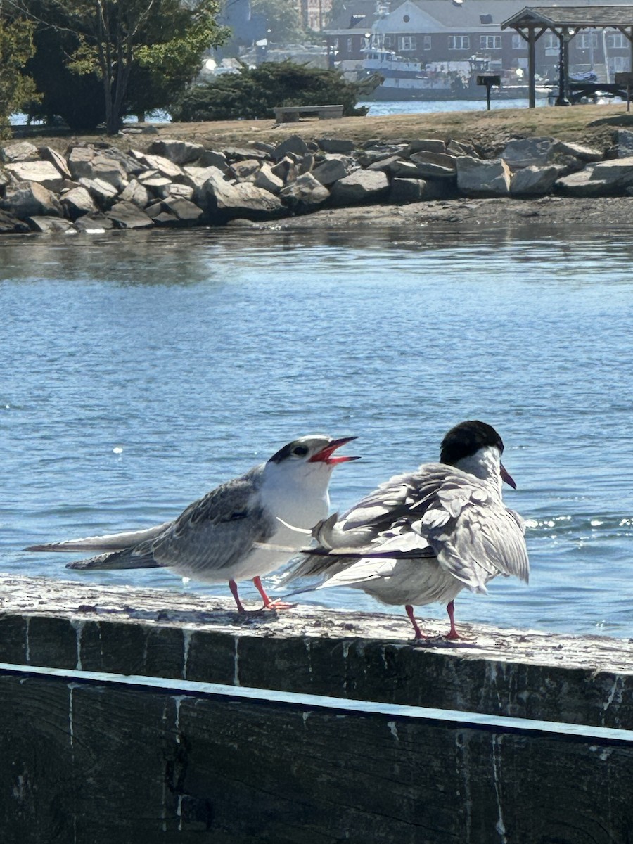 Common Tern - ML640706930