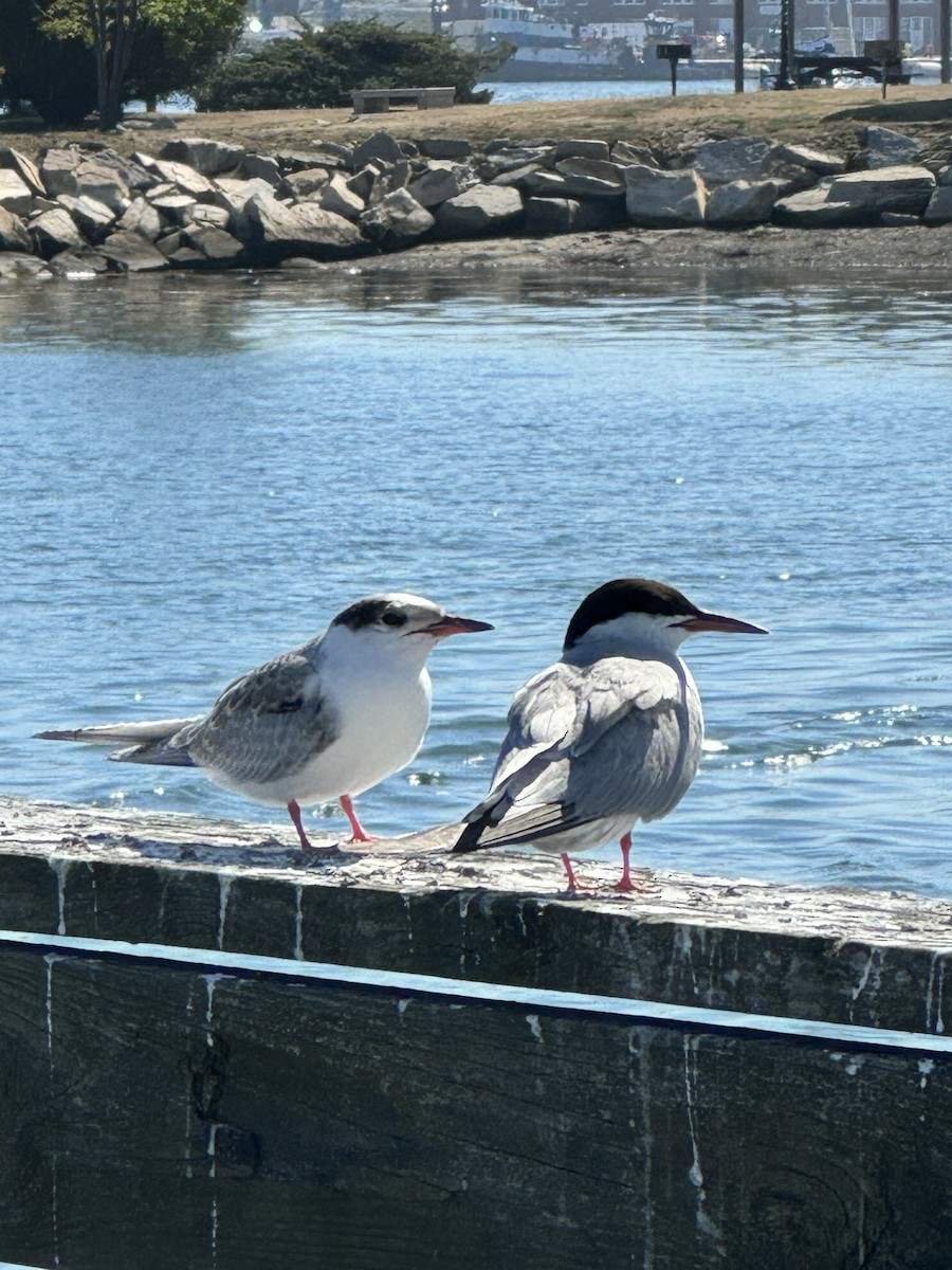Common Tern - ML640706931