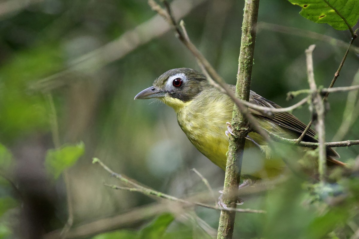 Red-tailed Bristlebill - ML640706952
