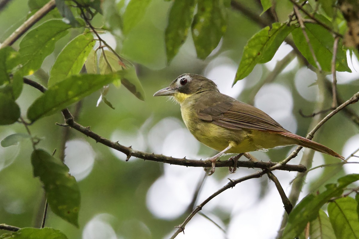 Red-tailed Bristlebill - ML640706959