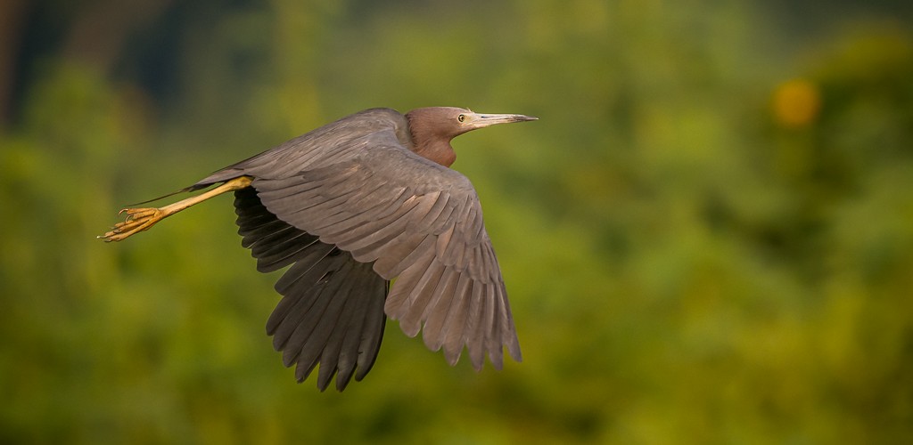 Little Blue Heron - ML640706994
