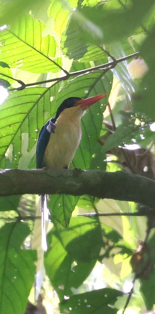 Black-capped Paradise-Kingfisher - ML640707059