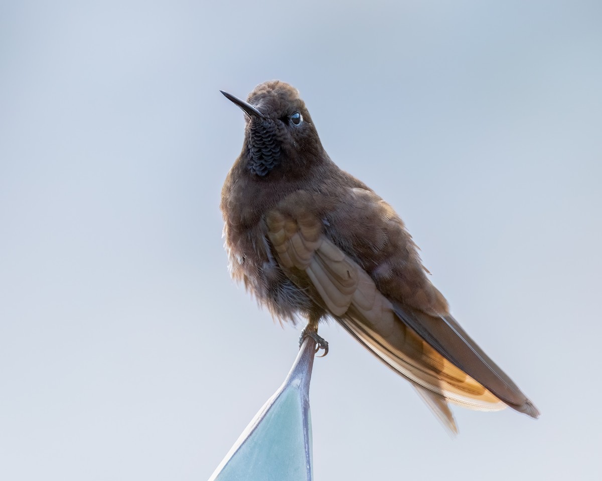 Black Metaltail - ML640707084