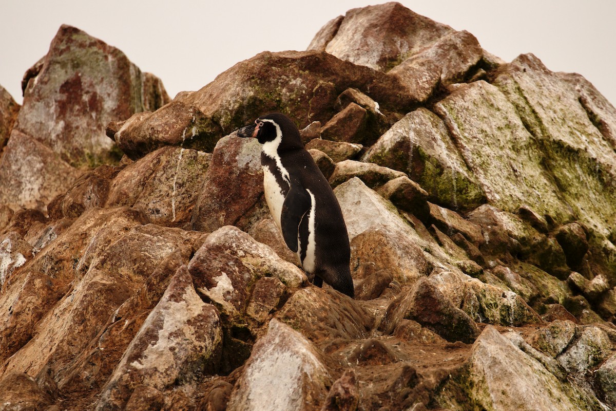 Humboldt Penguin - ML640707181