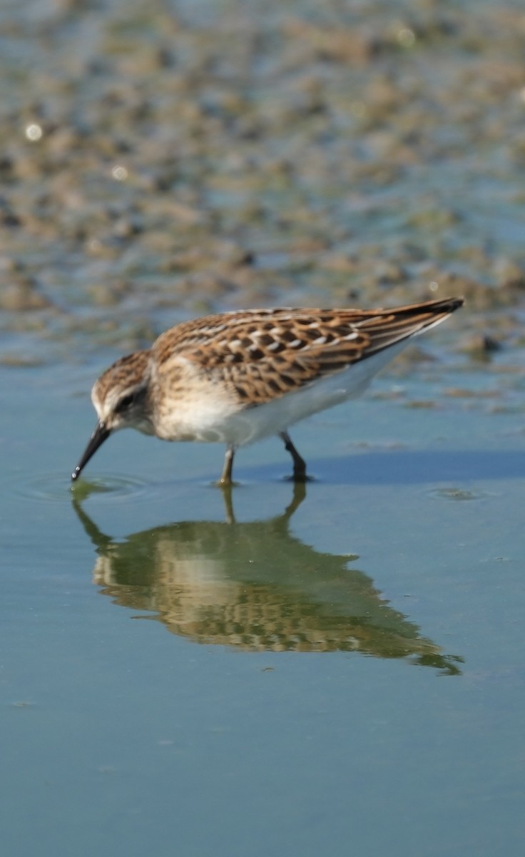 Least Sandpiper - ML640707250