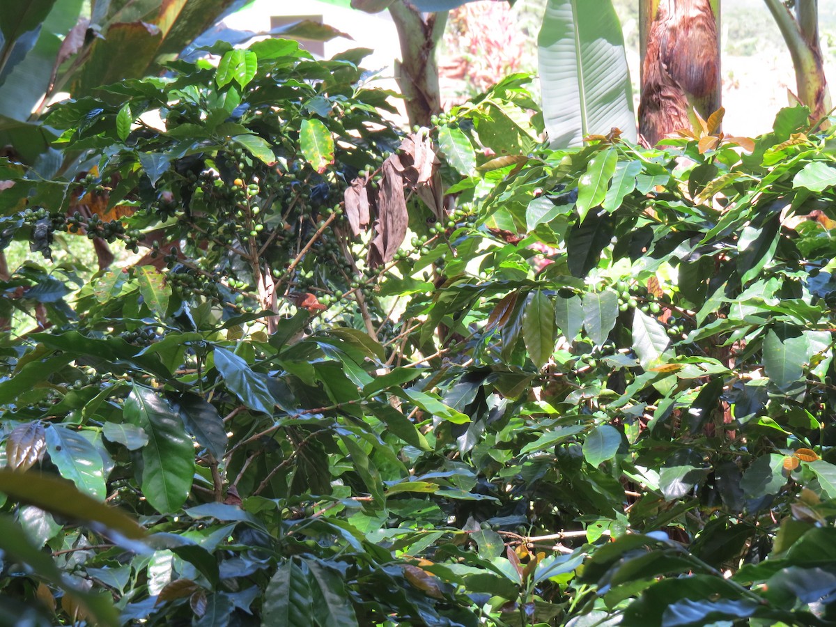 Cabanis's Wren - ML640707262