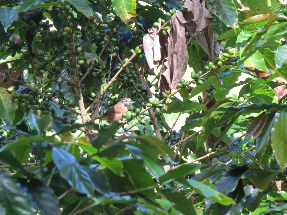 Cabanis's Wren - ML640707265