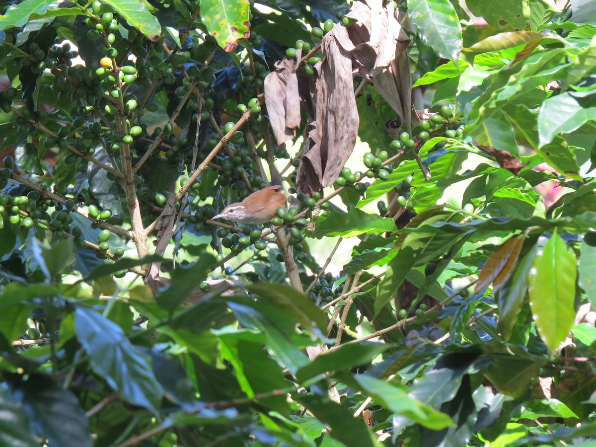 Cabanis's Wren - ML640707267