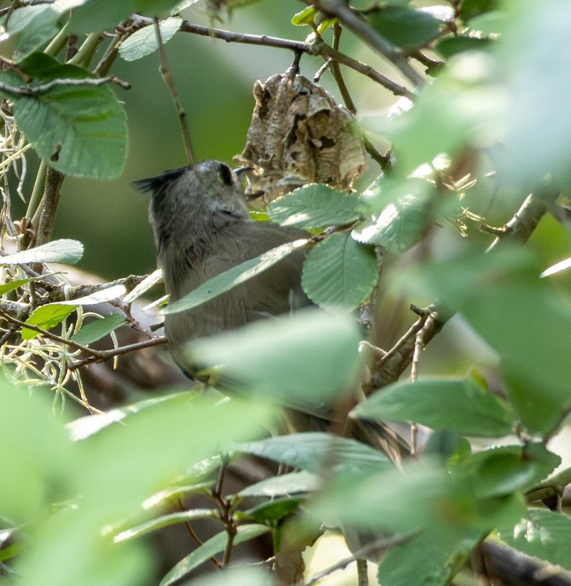 Black-crested Titmouse - ML640707391