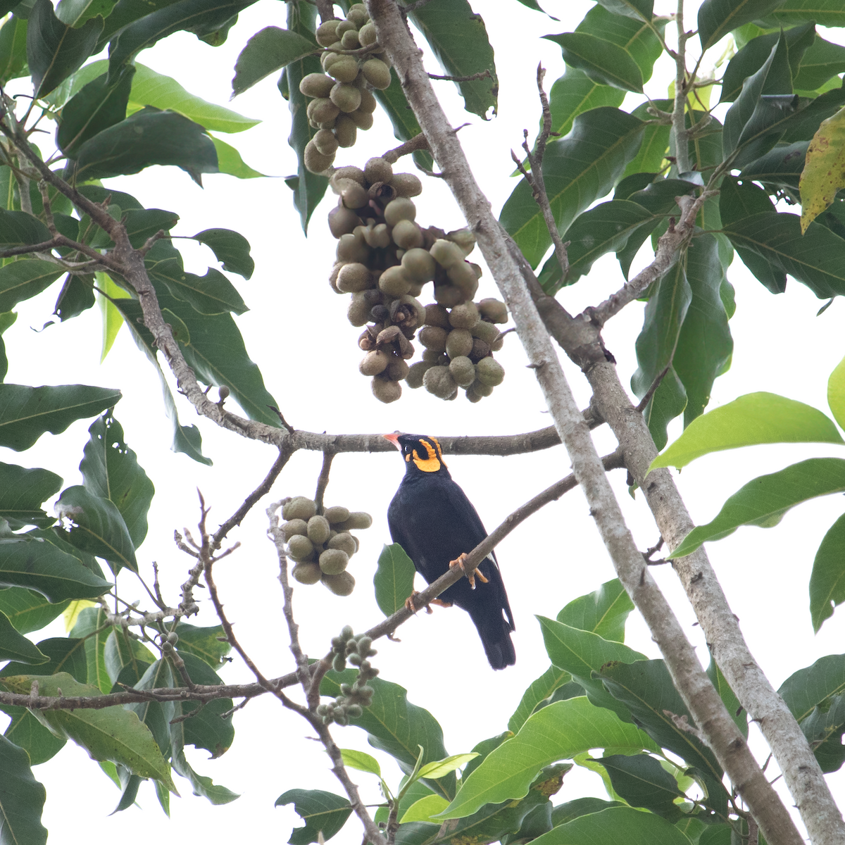 Southern Hill Myna - ML640707431