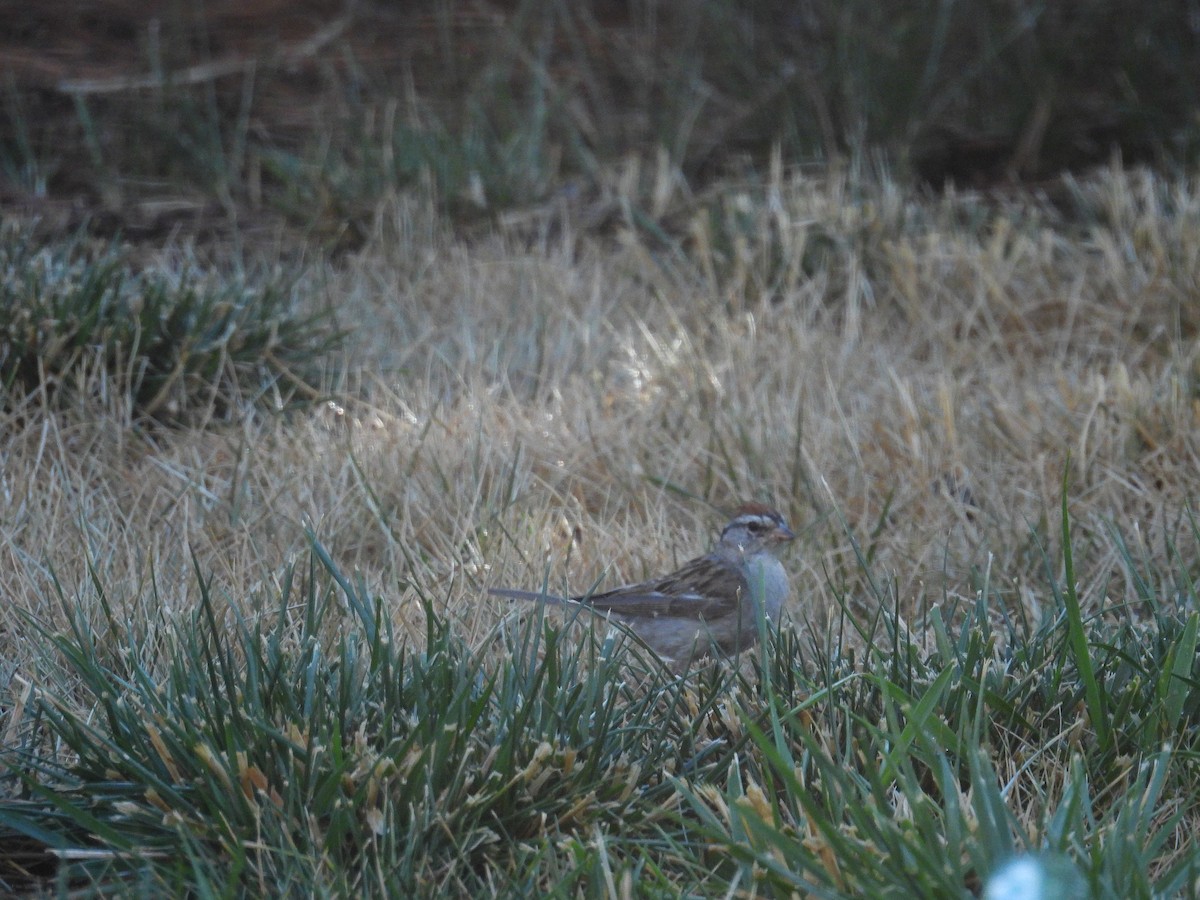 Chipping Sparrow - ML640707443