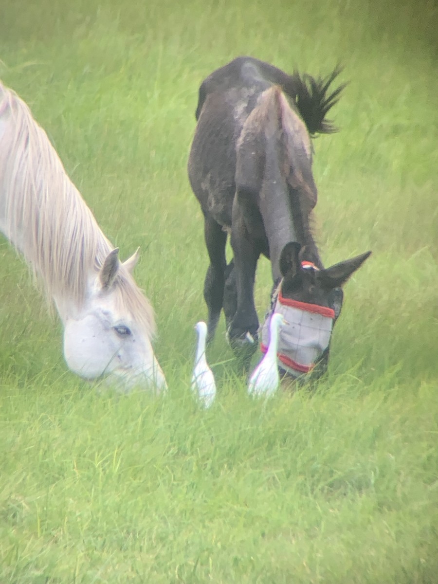 Western Cattle-Egret - ML640707449