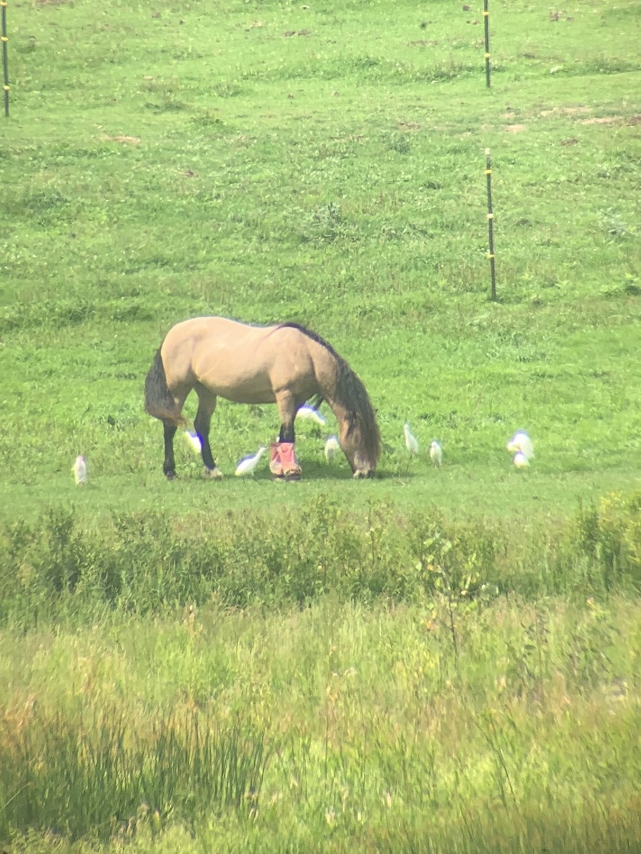 Western Cattle-Egret - ML640707450
