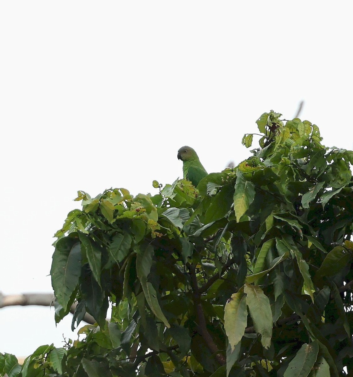 Lorito Heteróclito (Heteróclito) - ML640707460