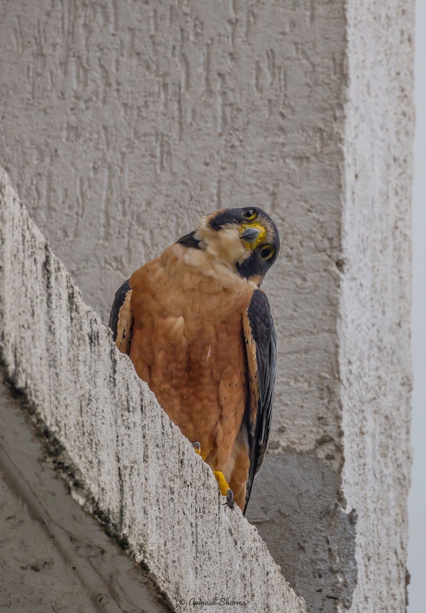 Peregrine Falcon (Shaheen) - ML640707478